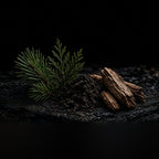 Forest Eau de Parfum by Rook Perfumes featuring pine, cedar, and woodland notes in a sleek glass bottle.
